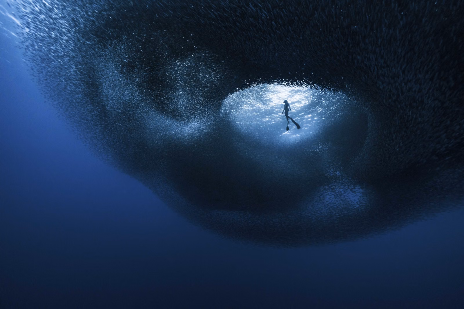 Ocean Photographer of the Year Finalists Announced: Conservation Category Deliberately Split Into "Hope" and "Impact"