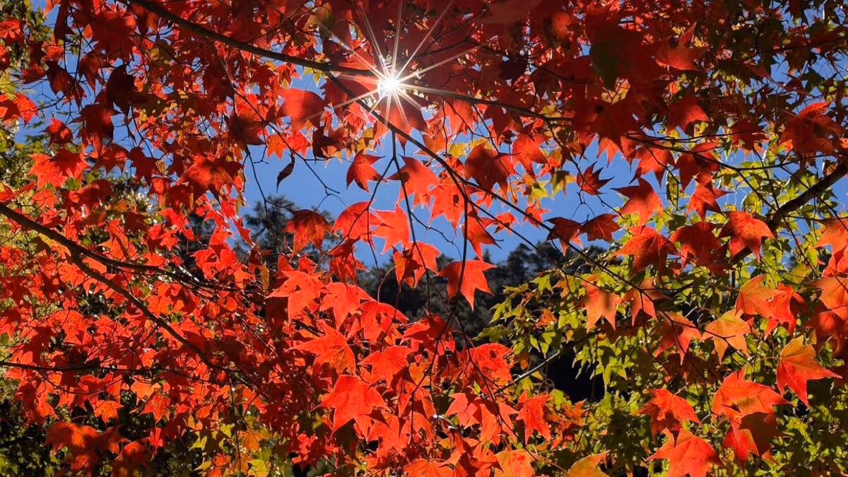 ทิวทัศน์ของใบไม้สีแดงที่ Wuling Farm เปลี่ยนแปลงไปตามสภาพอากาศ