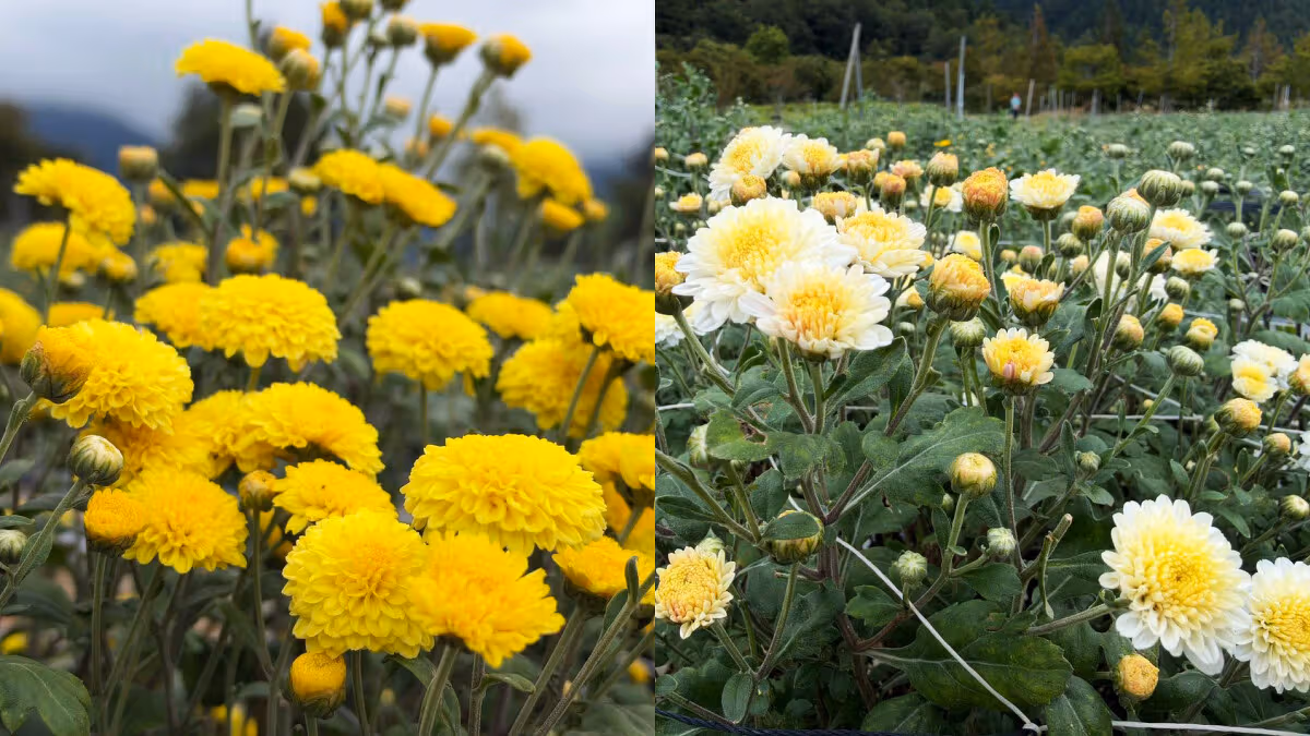 ดอกเบญจมาศสีเหลืองและสีขาว Wuling Farm