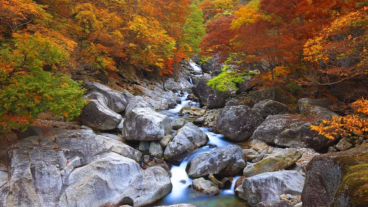 남원 지리산 뱀사골의 물길과 나무