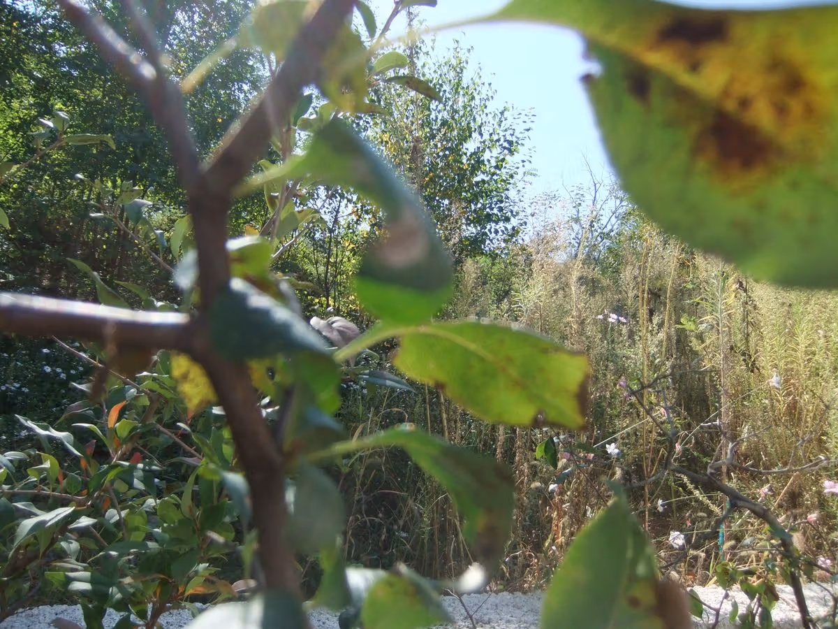 Outdoor leaves extend the gaze from products to their surroundings.