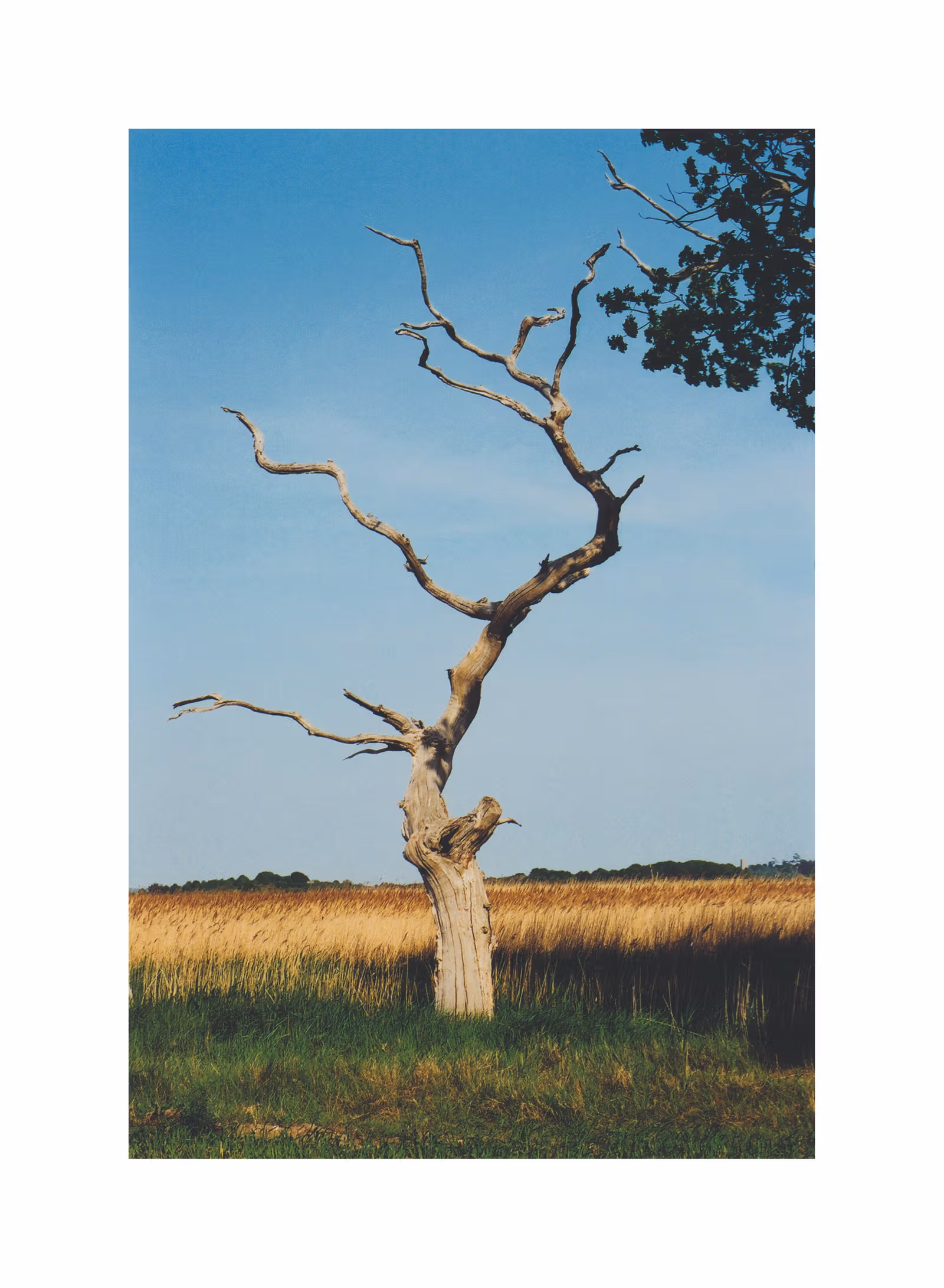 Tree and grass photographed by Margaret Howell