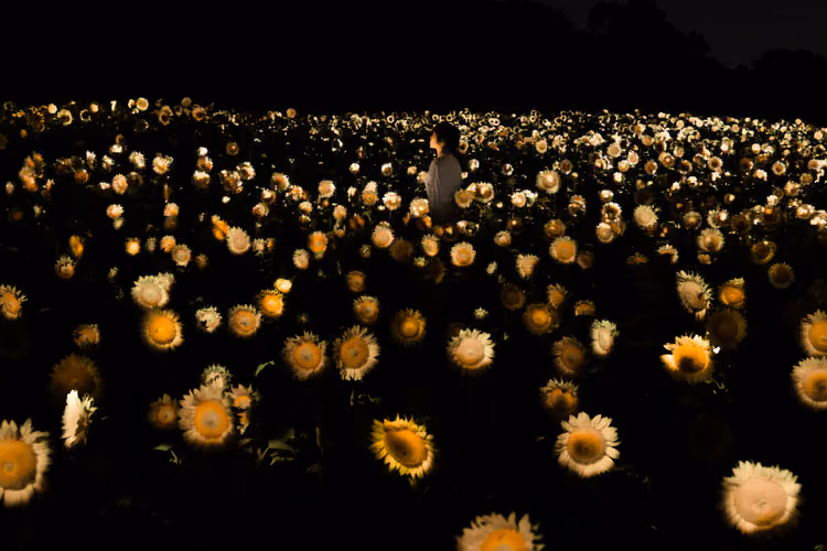 teamLab Turns an Osaka Sunflower Field Into a Living Ecosystem — the Title Is the Only Clue